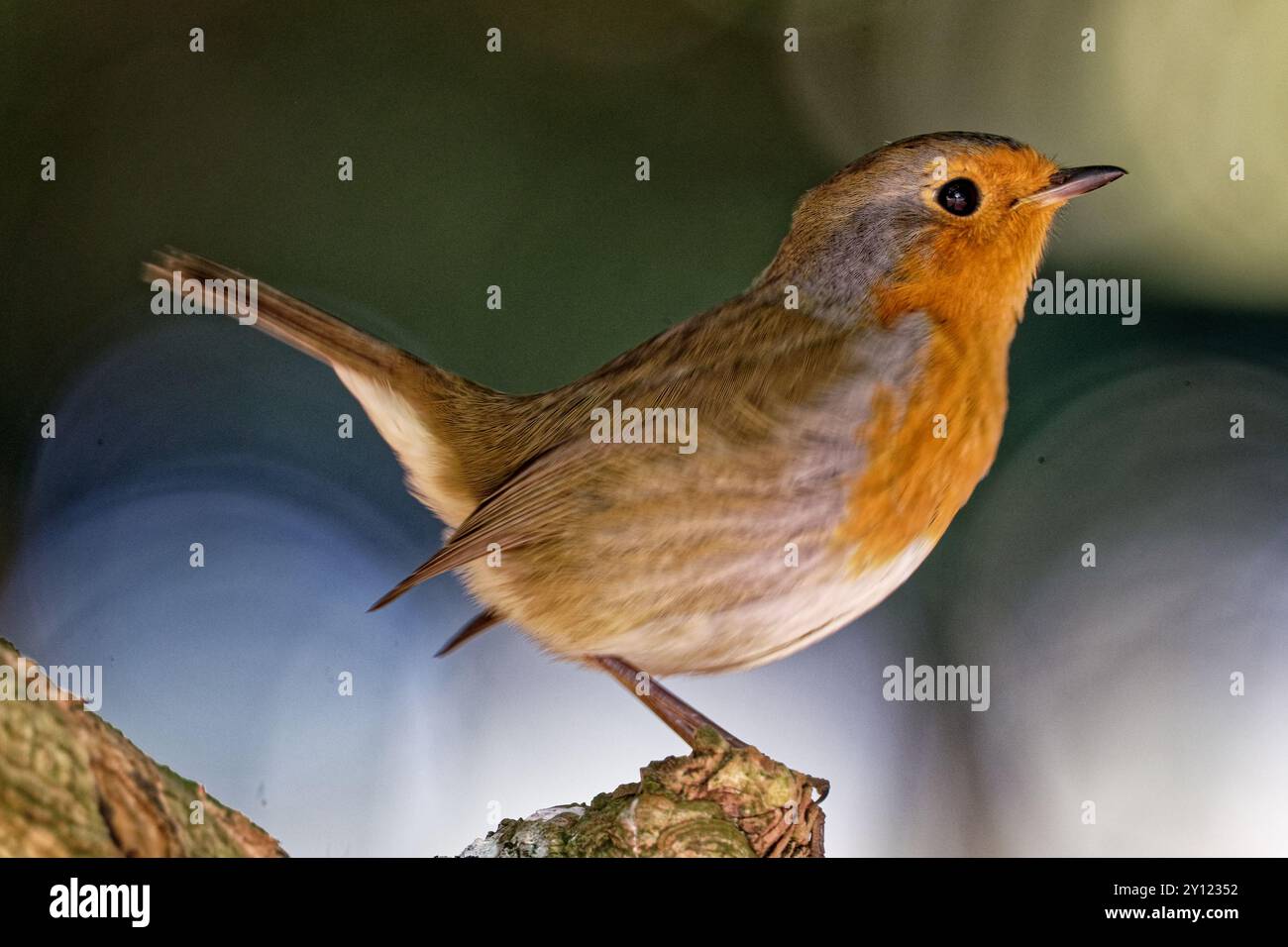 New Forest National Park, 3. September 2024, Credit:Michael Palmer/Alamy Live News Stockfoto