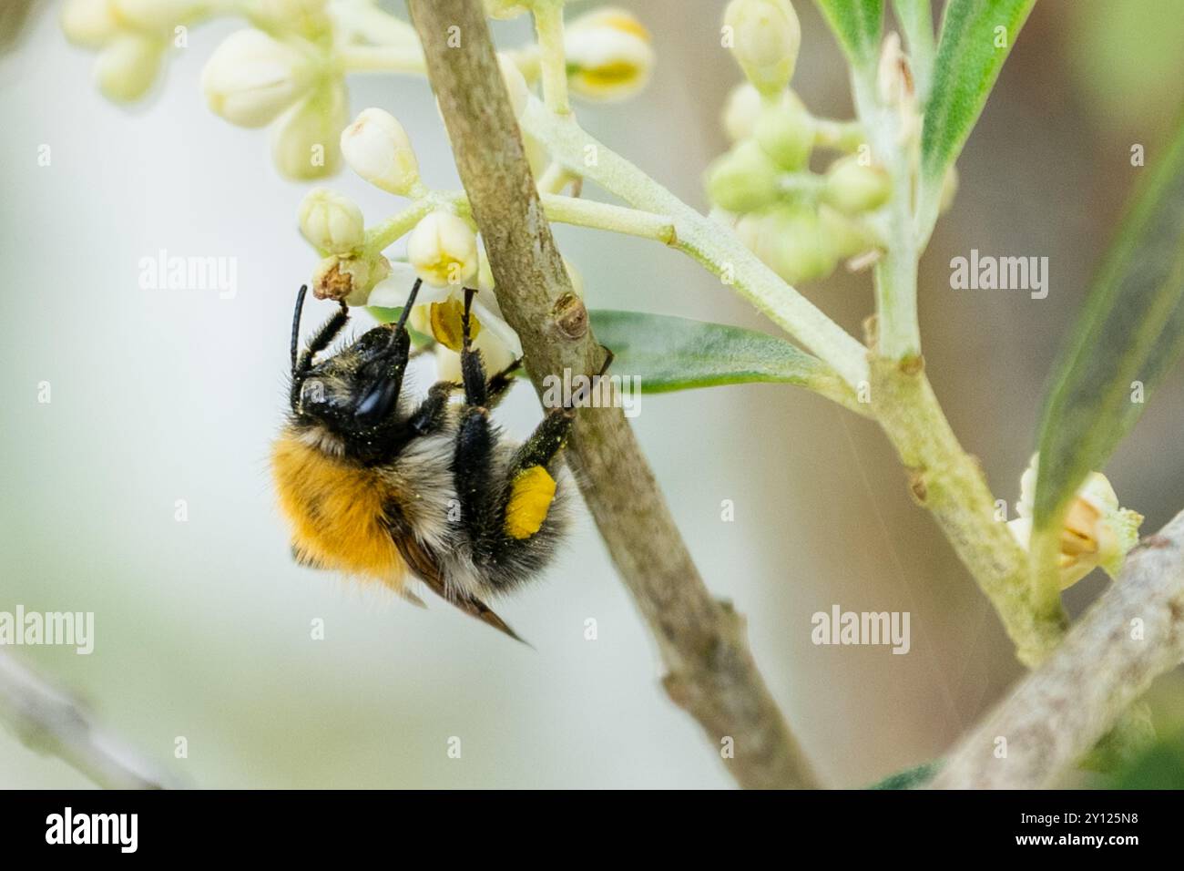 Biene auf pollen -Fotos und -Bildmaterial in hoher Auflsung  Alamy