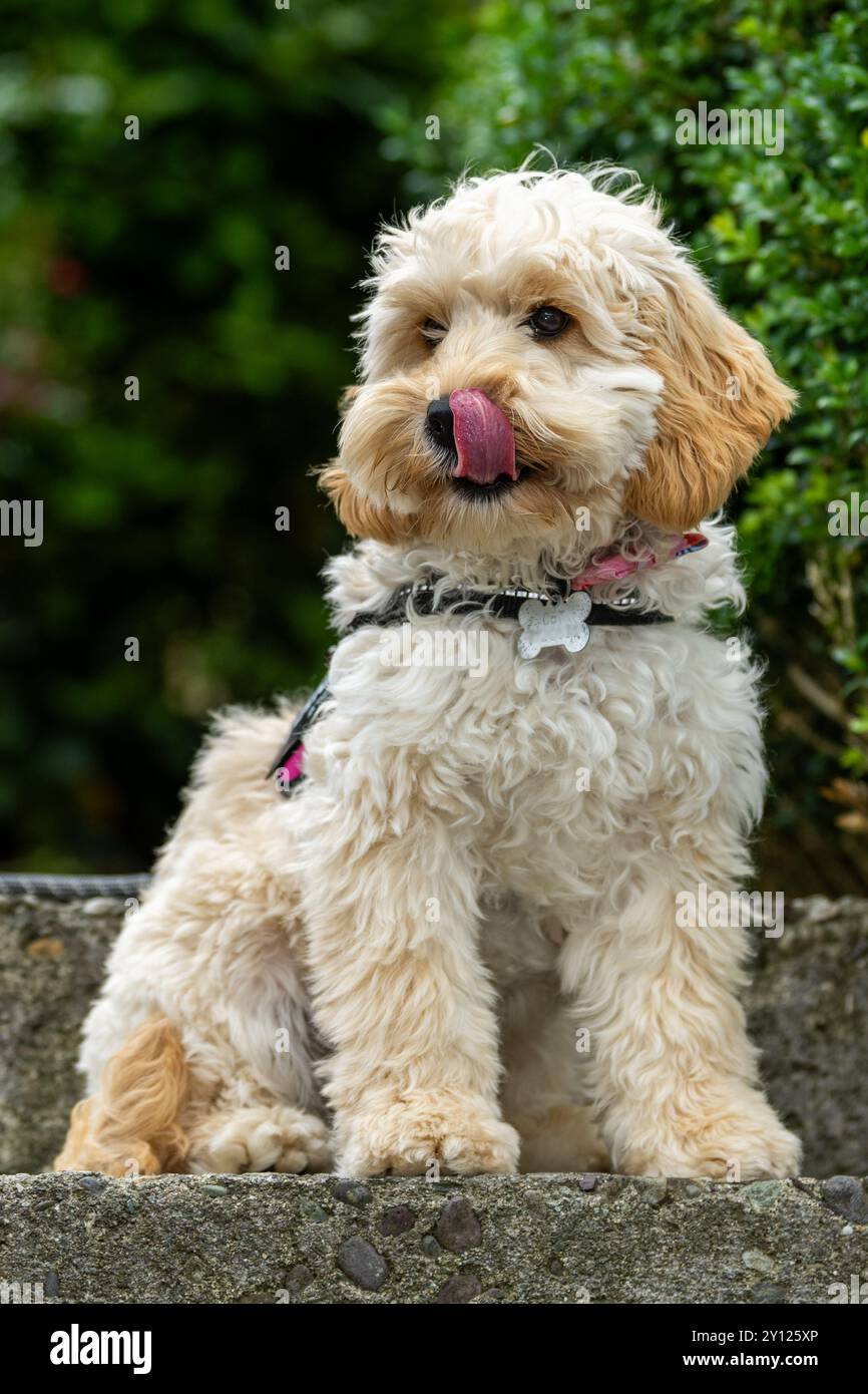 Weibliches Cockapoo-Welpe sitzt auf einer Stufe mit der Zunge nach außen in Irland. Stockfoto