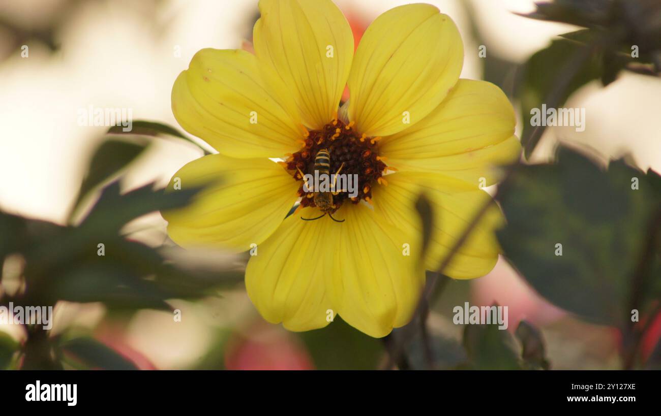 Biene auf Einer gelben Dahlia Stockfoto