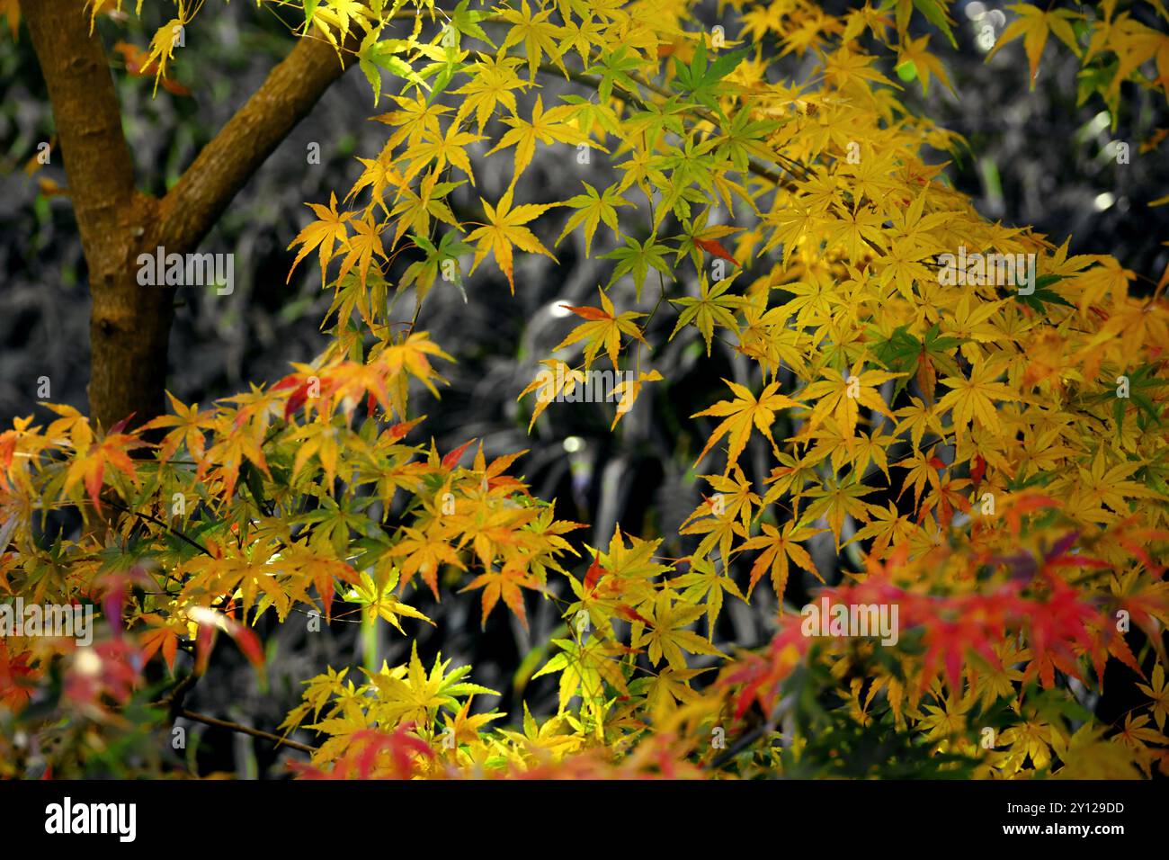 Ahornblätter beginnen, ihre Farbe in Herbst zu ändern Stockfoto