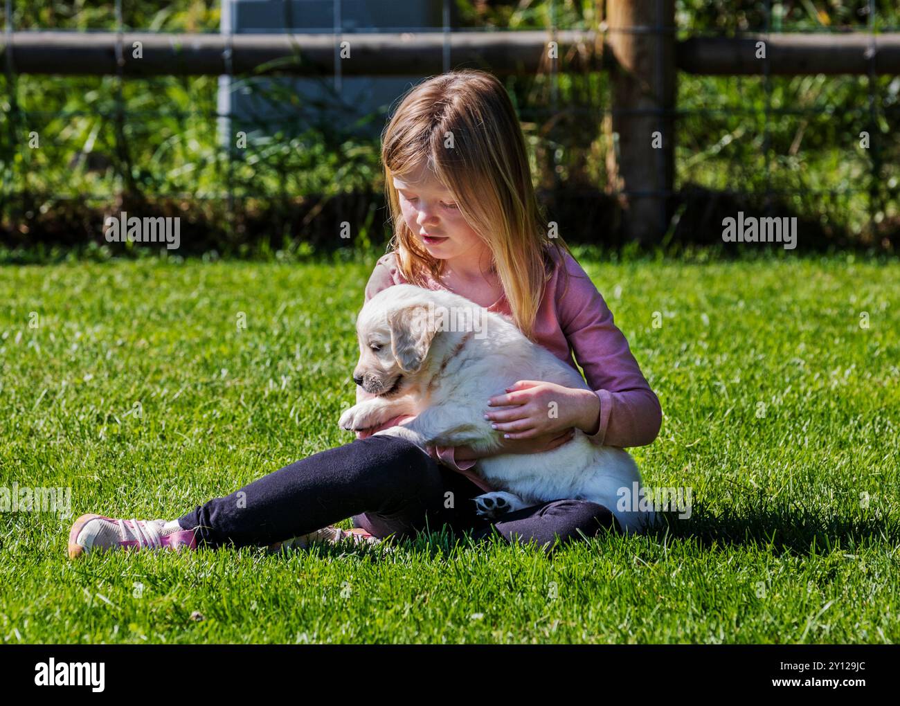 Ein junges Mädchen spielt mit einem platinfarbenen Golden Retriever Welpen auf einem Grasfeld. Stockfoto