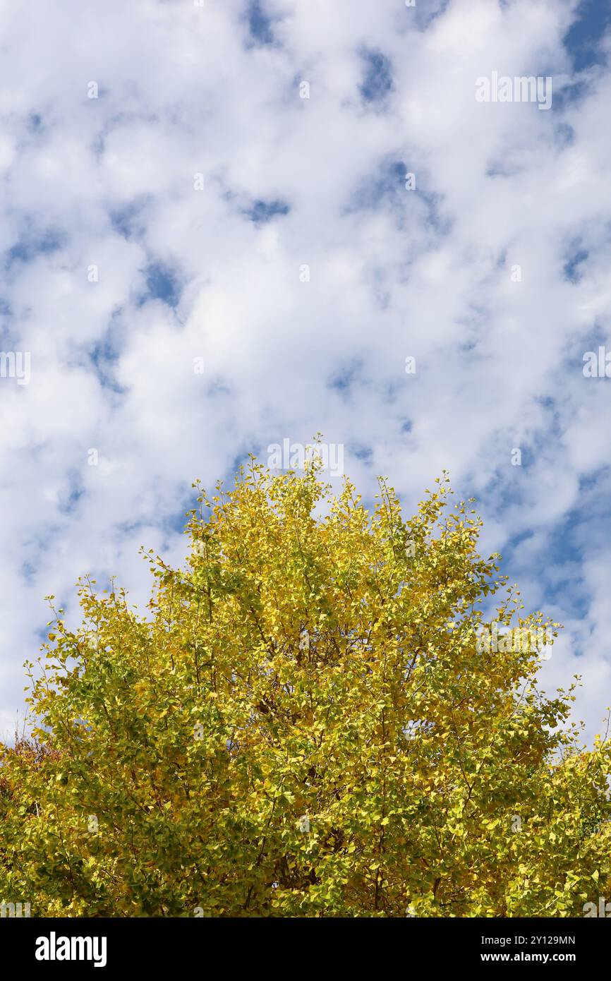 Blauer Himmel und Herbstblätter von Ginkgobaum Stockfoto