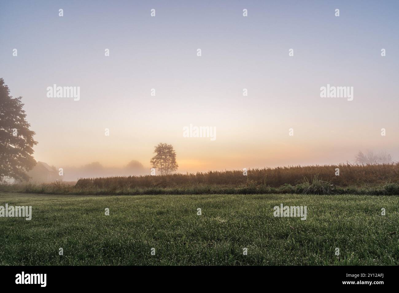 Nebeliger Sommermorgen vor Sonnenaufgang auf dem Land Stockfoto