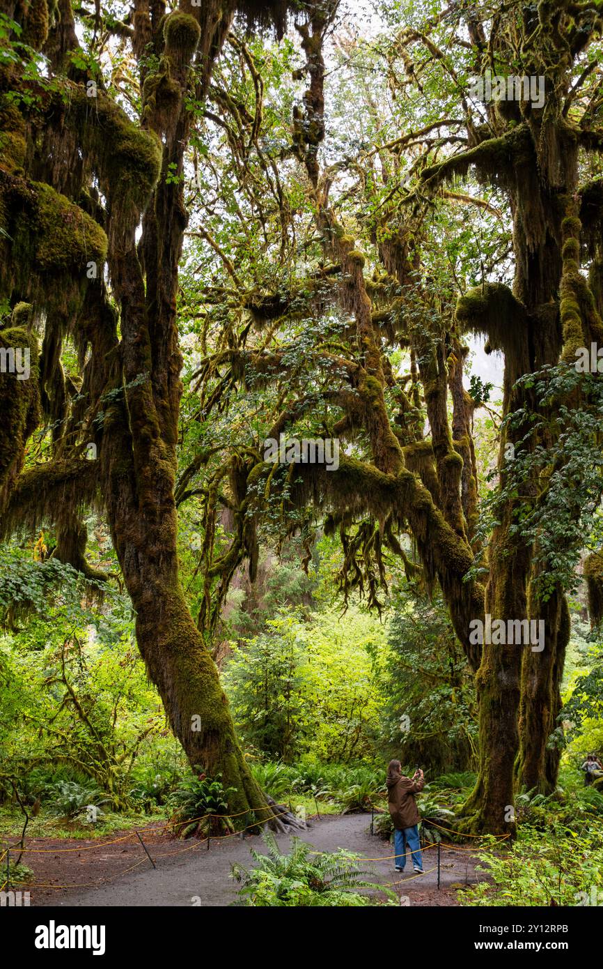 Eine Frau fotografiert die hohen moosbedeckten Bäume im Hoh Rainforest, Olympic National Park, Washington Stockfoto