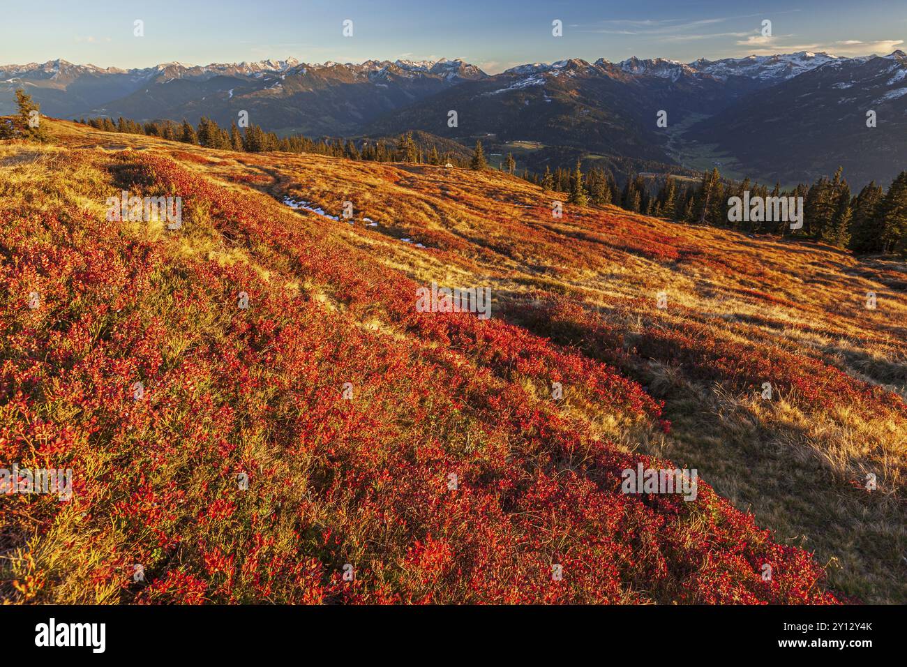 Herbstfärbung der Blaubeere (Vaccinium) vor den Bergen, Abendlicht, Blick auf die Schladminger Tauern, Österreich, Europa Stockfoto