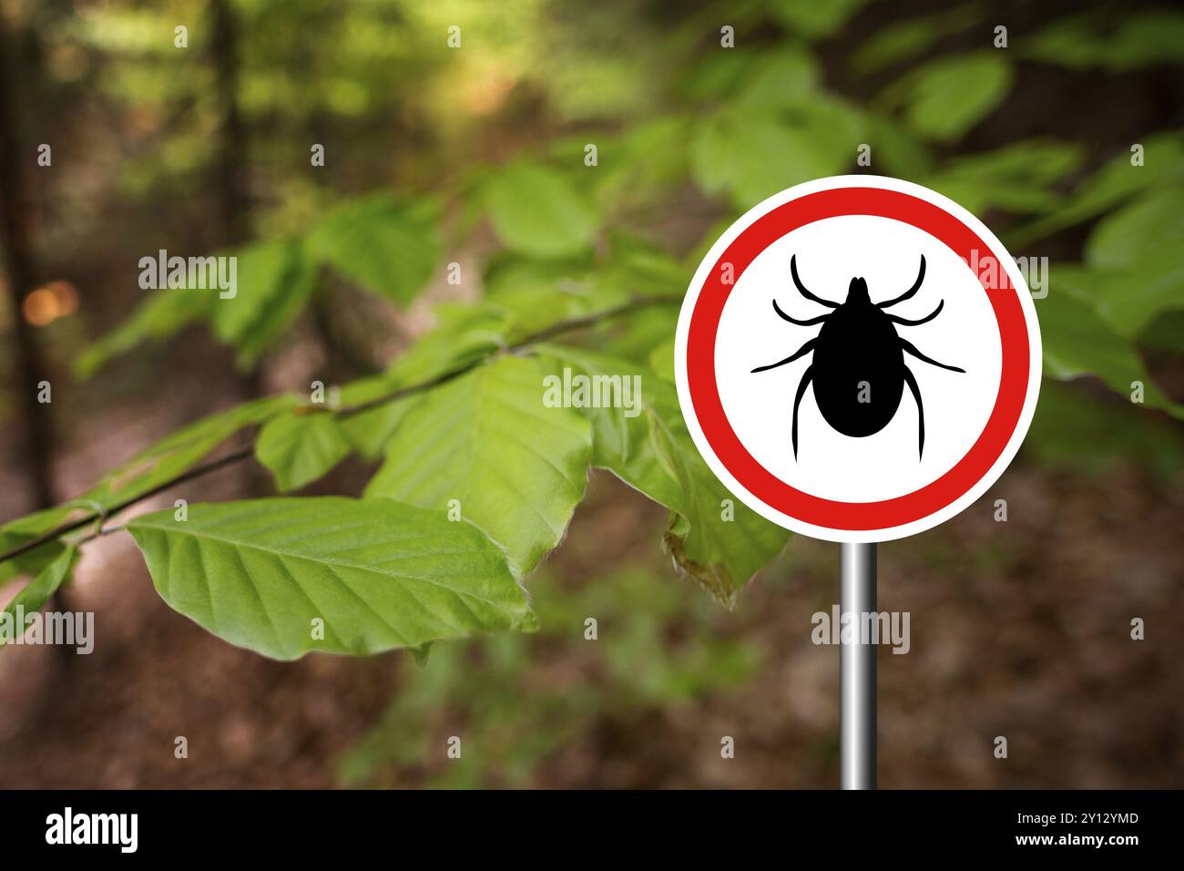 Zeckeninsektenwarnschild im Naturwald. Lyme-Borreliose und Zeckenübertrager für Meningoenzephalitis Stockfoto