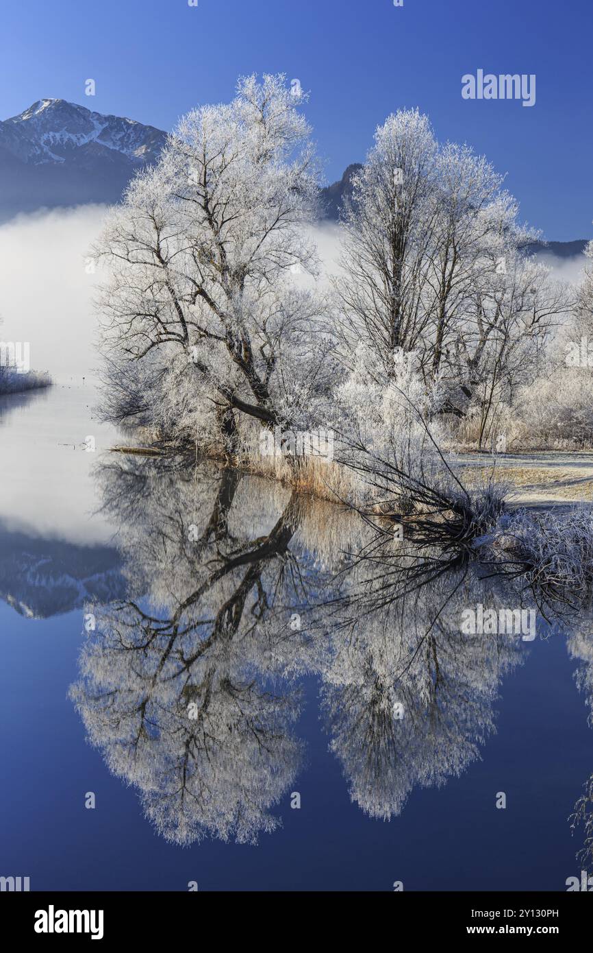 Bäume mit Raureif spiegeln sich im Fluss vor den Bergen, Sonne, Winter, Kochelsee, Voralpen, Bayern, Deutschland, Europa Stockfoto