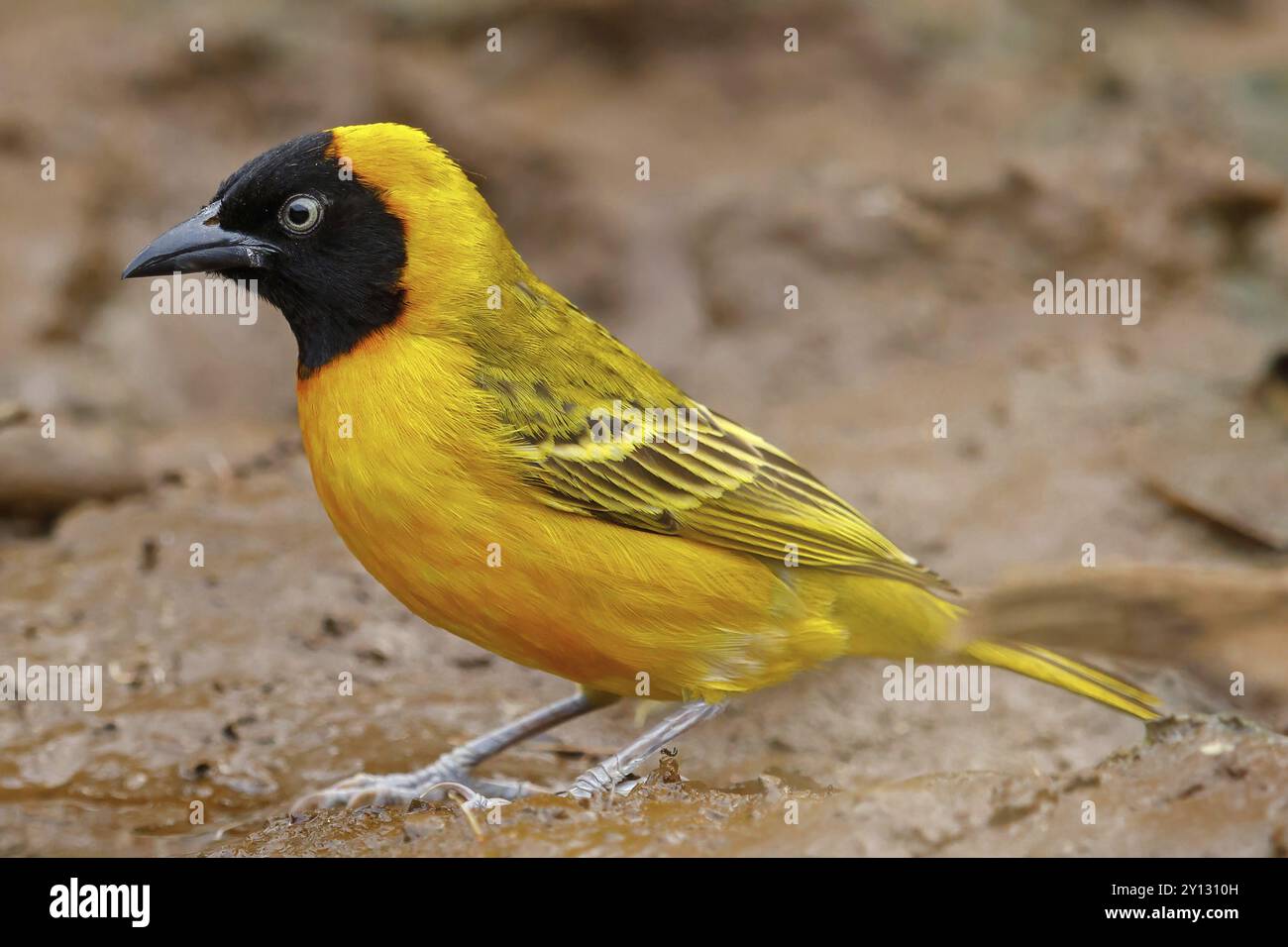 Kleiner maskierter Weber (Ploceus intermedius), Mkuze Game Reserve, Mkuze, KwaZulu-Natal, Südafrika, Afrika Stockfoto