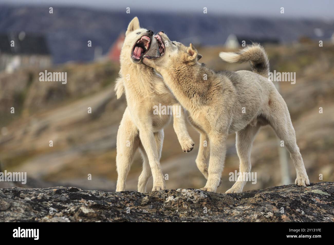 Grönländische Hunde, zwei Huskys kämpfen, Kampf, Tasiilaq, Ostgrönland, Grönland, Nordamerika Stockfoto