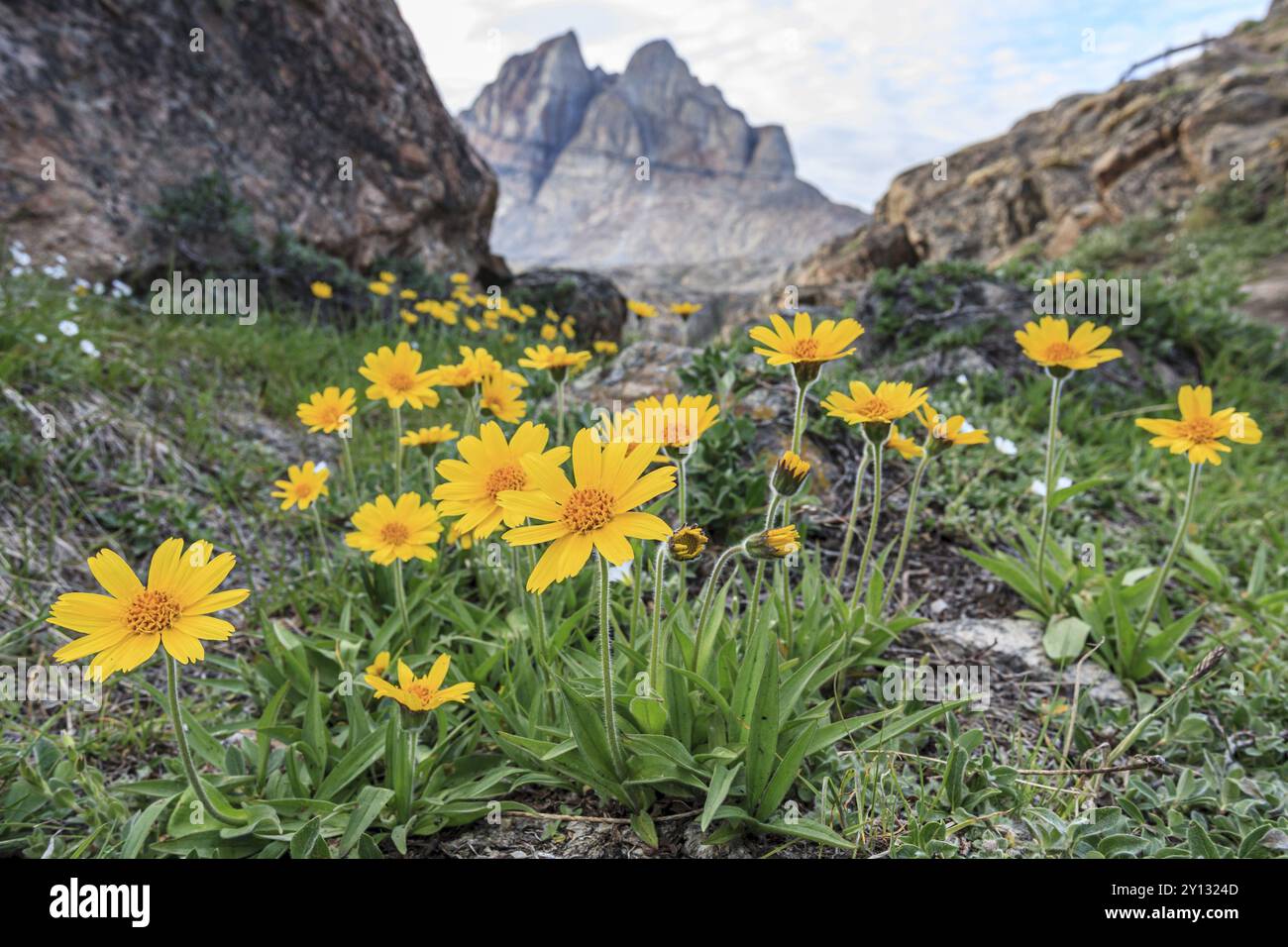 Gelbe Wildblumen vor den Bergen, Arnica, Arnica angustifolia, Uummannaq, Westgrönland, Grönland, Nordamerika Stockfoto