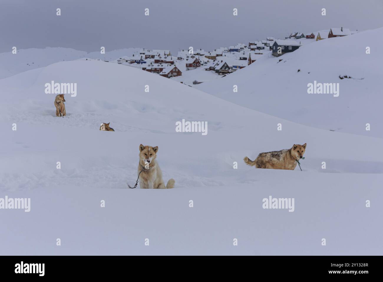 Grönländische Hunde im Tiefschnee vor der Siedlung Inuit, Husky, Winter, Tasiilaq, Ostgrönland, Grönland, Nordamerika Stockfoto