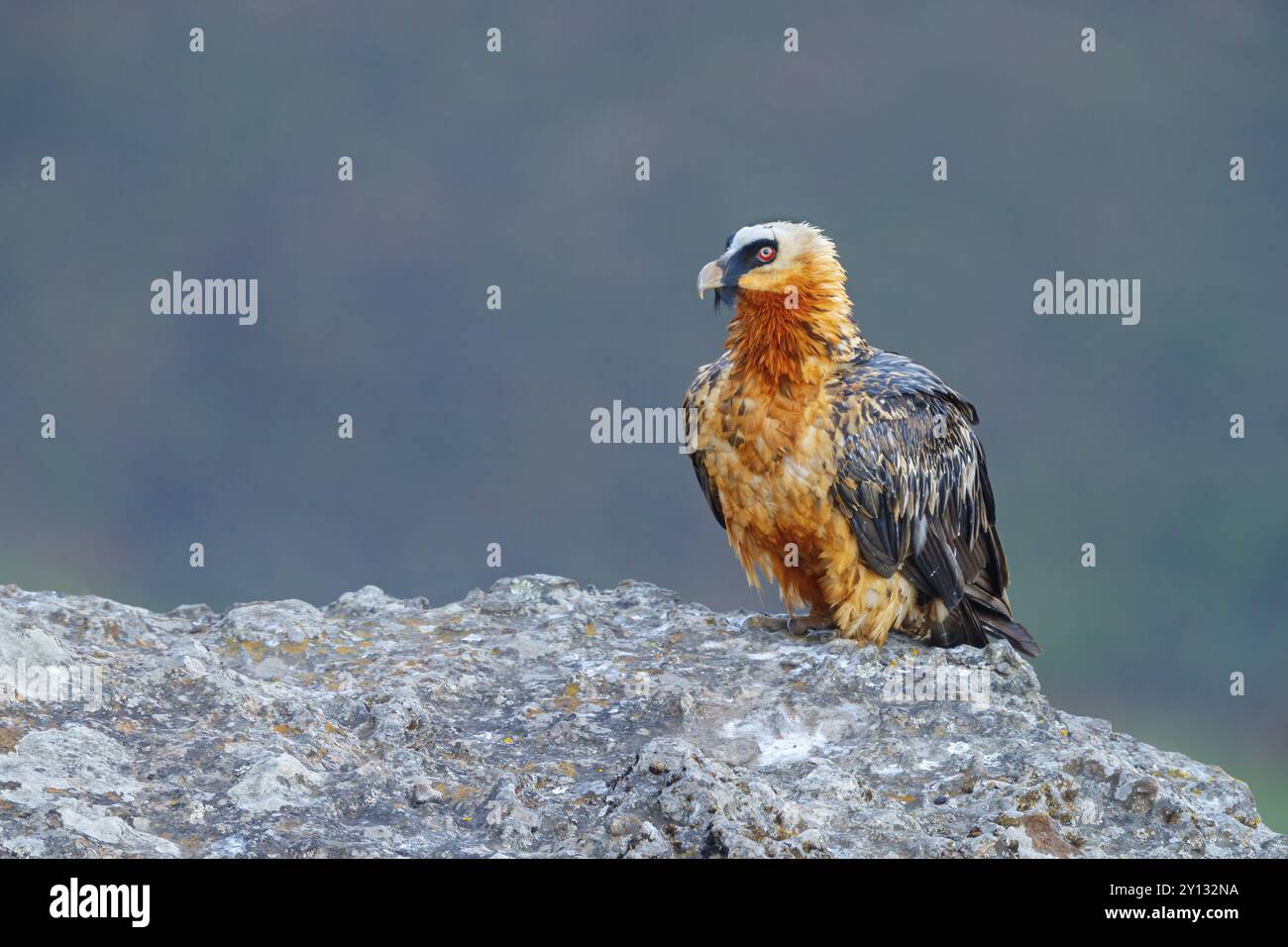 Bartgeier, Bartgeier (Gypaetus barbatus), Gypaetus barbatus meridionalis, Giant's Castle Hide, lokale Gemeinde Imbabazane, KwaZulu-Nata Stockfoto