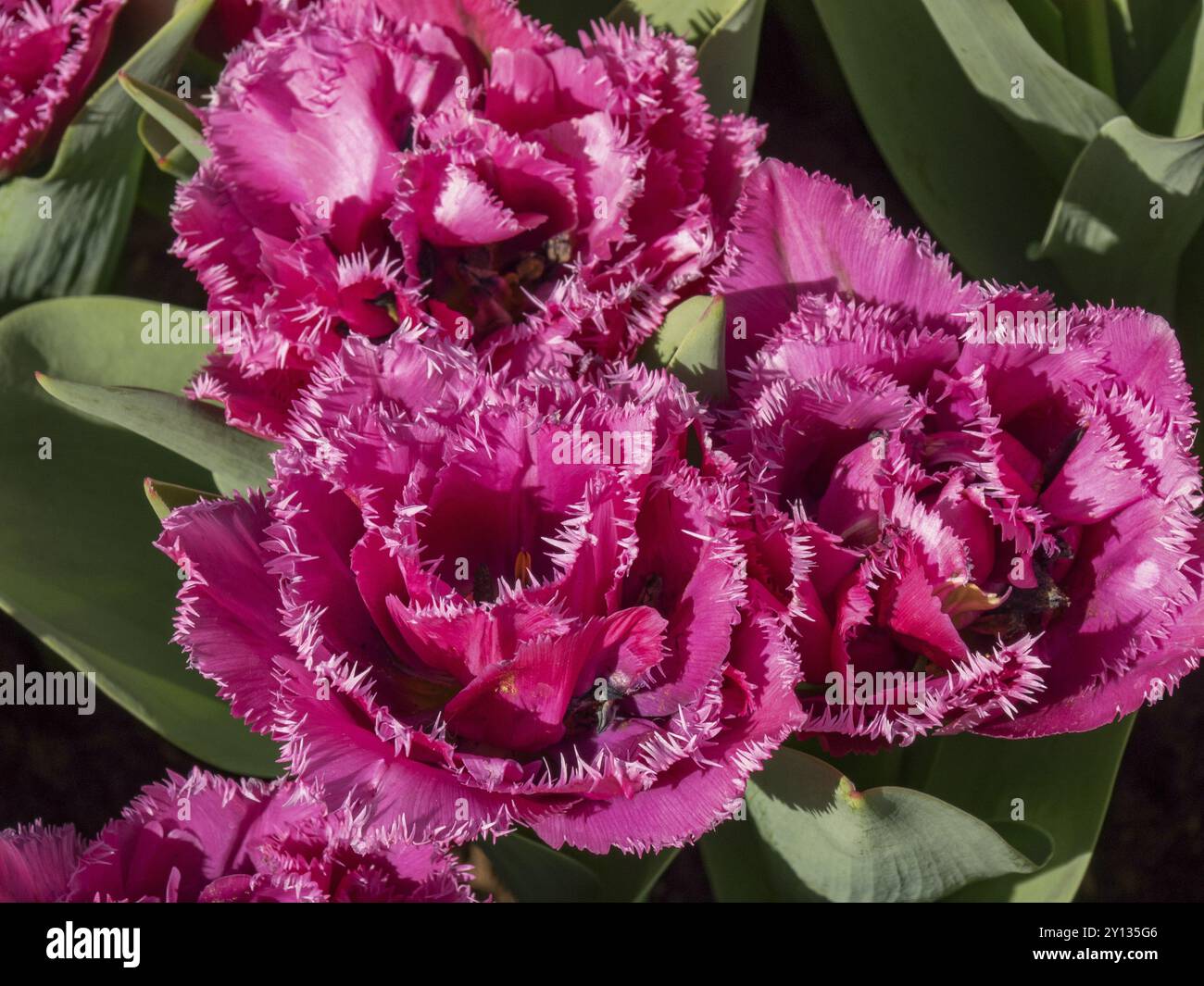 Nahaufnahme von rosa Tulpen, die ihre gesäumten Blütenblätter zeigen, umgeben von grünen Blättern, amsterdam, niederlande Stockfoto