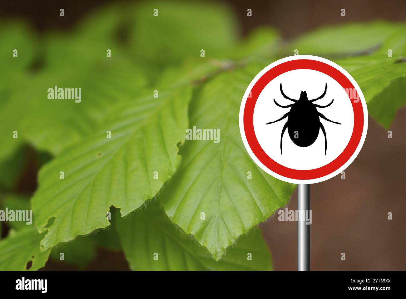 Zeckeninsektenwarnschild im Naturwald. Lyme-Borreliose und Zeckenübertrager für Meningoenzephalitis Stockfoto