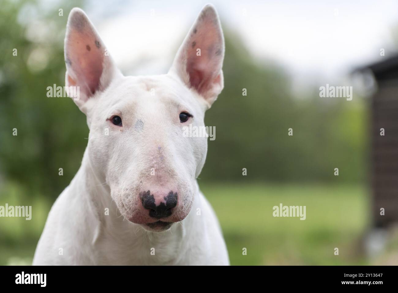 Weißes Bullterrier-Porträt mit Kopierraum Stockfoto