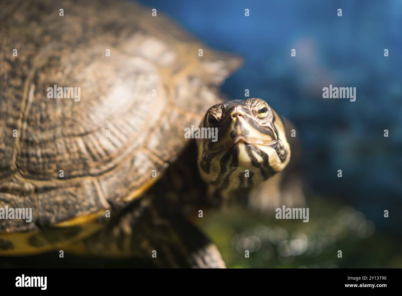 Western gemalte Schildkröte chrysemys picta sitzt auf Felsen Aalen in den späten Morgen Sonne in frischem Wasser Teich Stockfoto