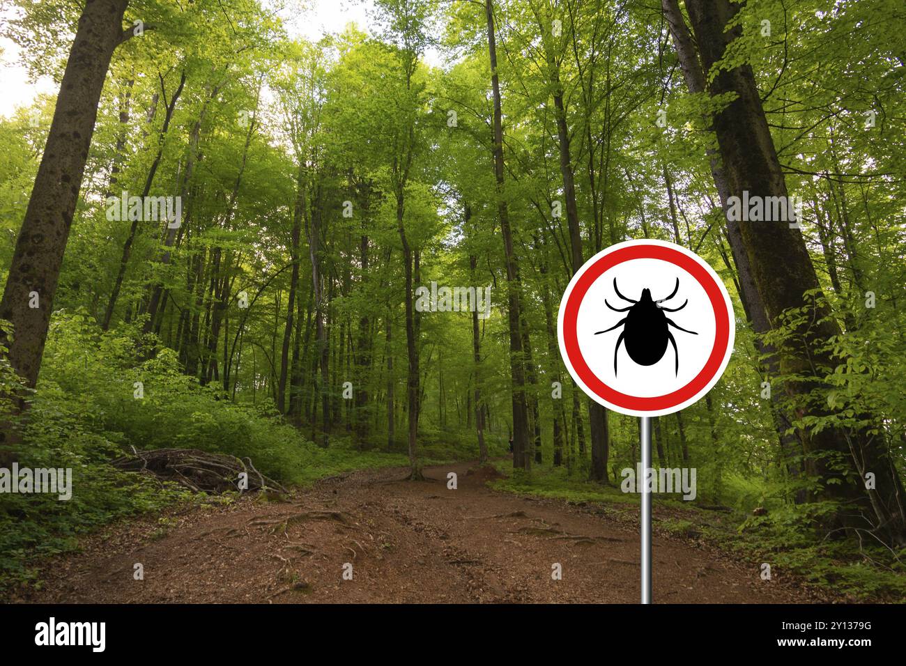 Zeckeninsektenwarnschild im Naturwald. Lyme-Borreliose und Zeckenübertrager für Meningoenzephalitis Stockfoto