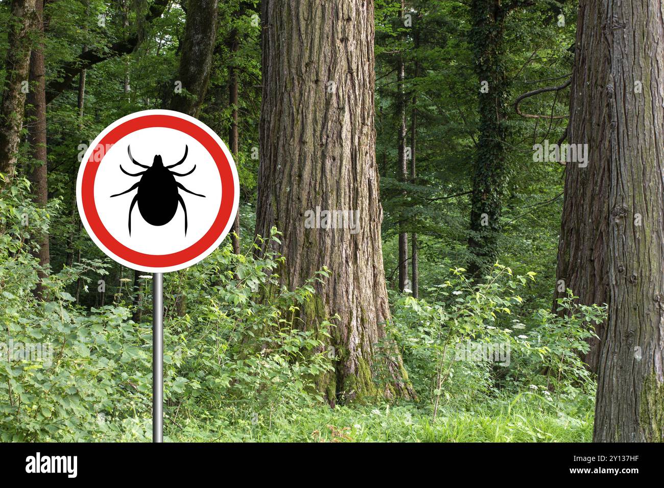 Zeckeninsektenwarnschild im infizierten Wald. Lyme-Borreliose und Meningitis-Transmitter Stockfoto