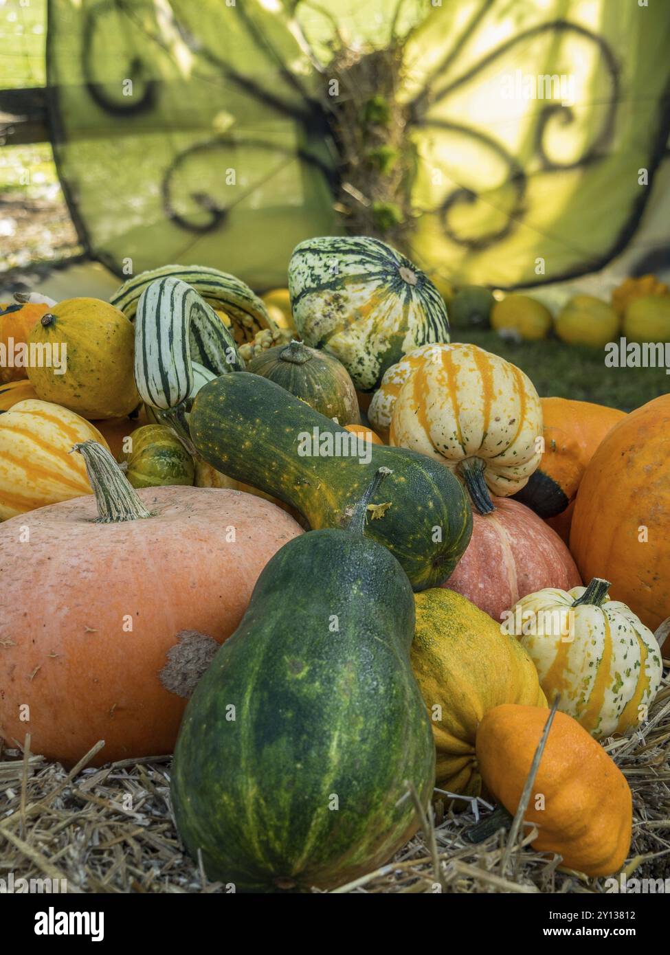 Verschiedene Arten von Kürbissen und Zierkürbissen auf Strohbeeten im Freien, borken, münsterland, deutschland Stockfoto