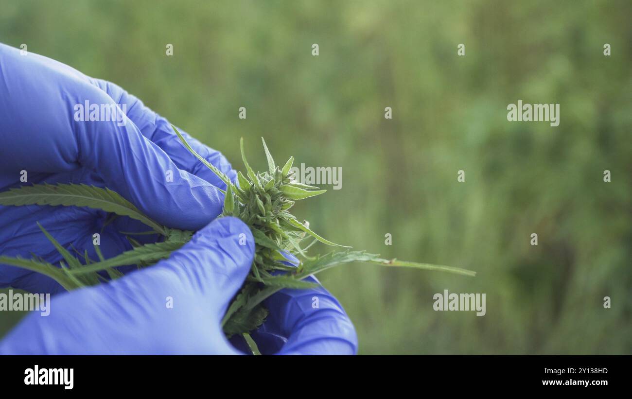 Nahaufnahme von Cannabisblättern und Narkoseknospen, die von einer menschlichen Hand mit medizinischen Handschuhen überprüft werden Stockfoto