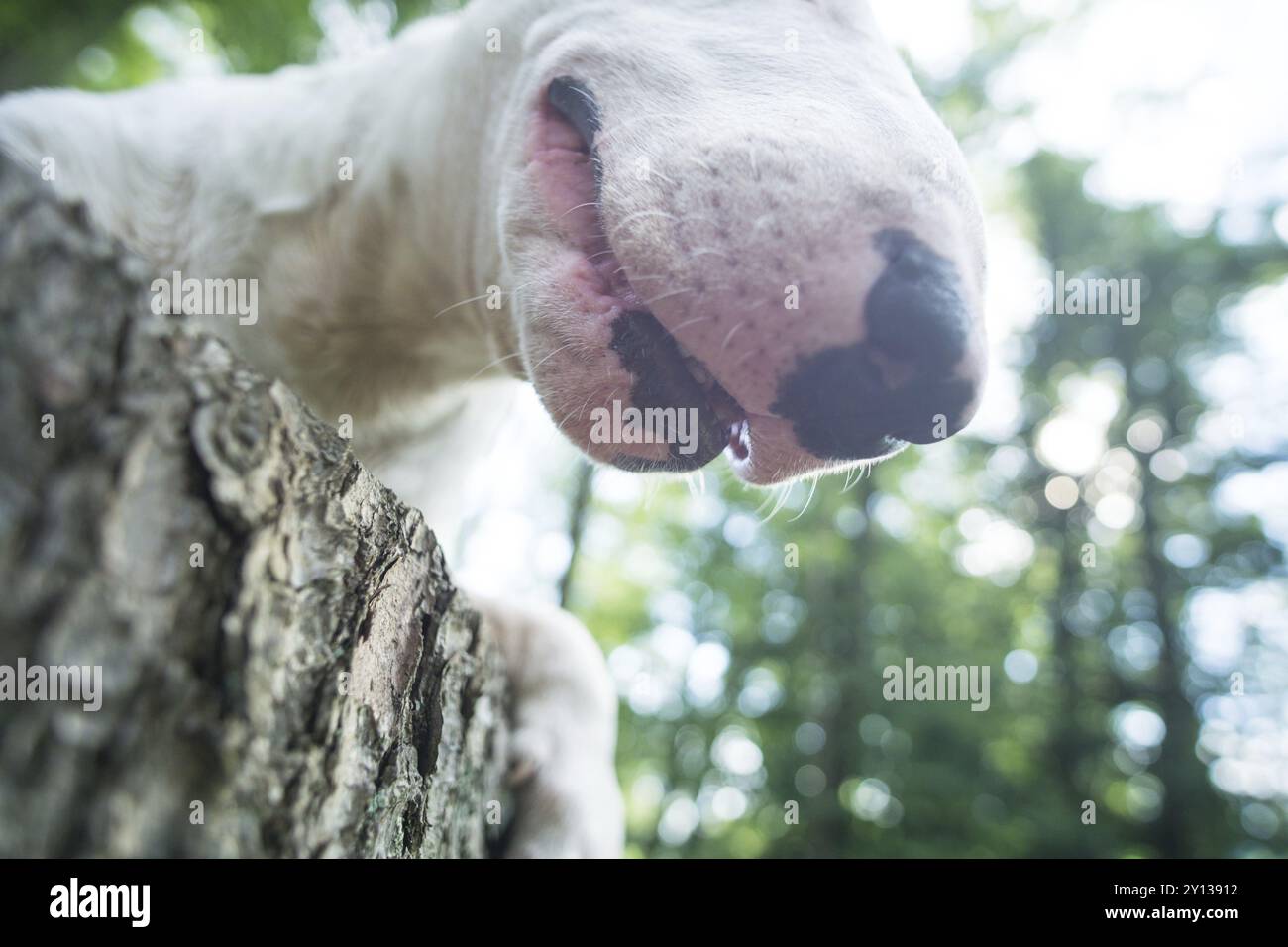 Closeupphoto von weißem Bullterrier, der an einem sonnigen Tag auf der Baumbank im Wald liegt Stockfoto