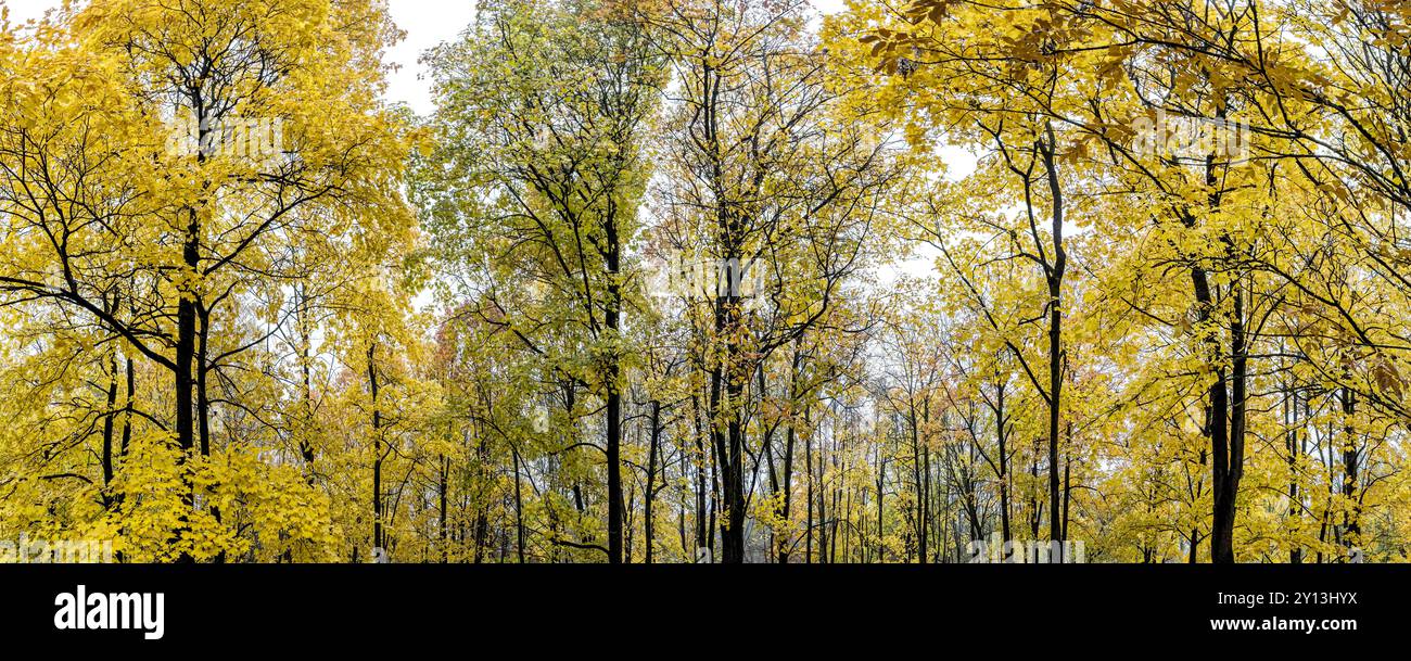 Panoramablick auf Bäume mit buntem, lebhaftem Laub in der Herbstsaison. Stockfoto