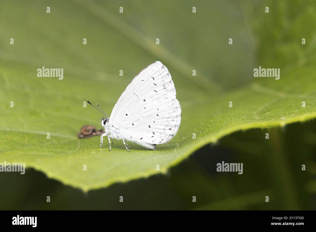 Lycaenidae ist die zweitgrößte Familie von Schmetterlingen mit über 6.000 Arten weltweit, deren Mitglieder auch als Gossamer-geflügelte Schmetterlinge bezeichnet werden. Stockfoto