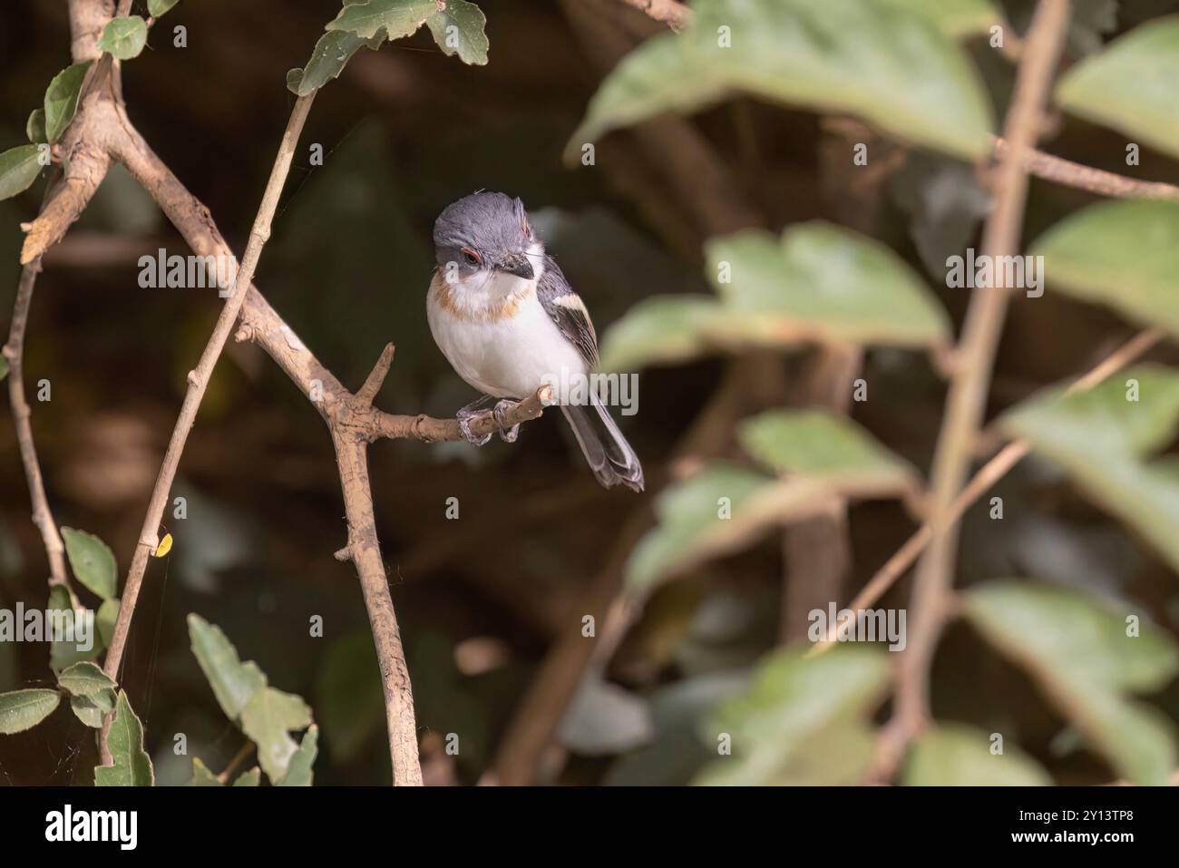 Braunes Wattle-Eye, Wassadou, Senegal, März 2024 Stockfoto