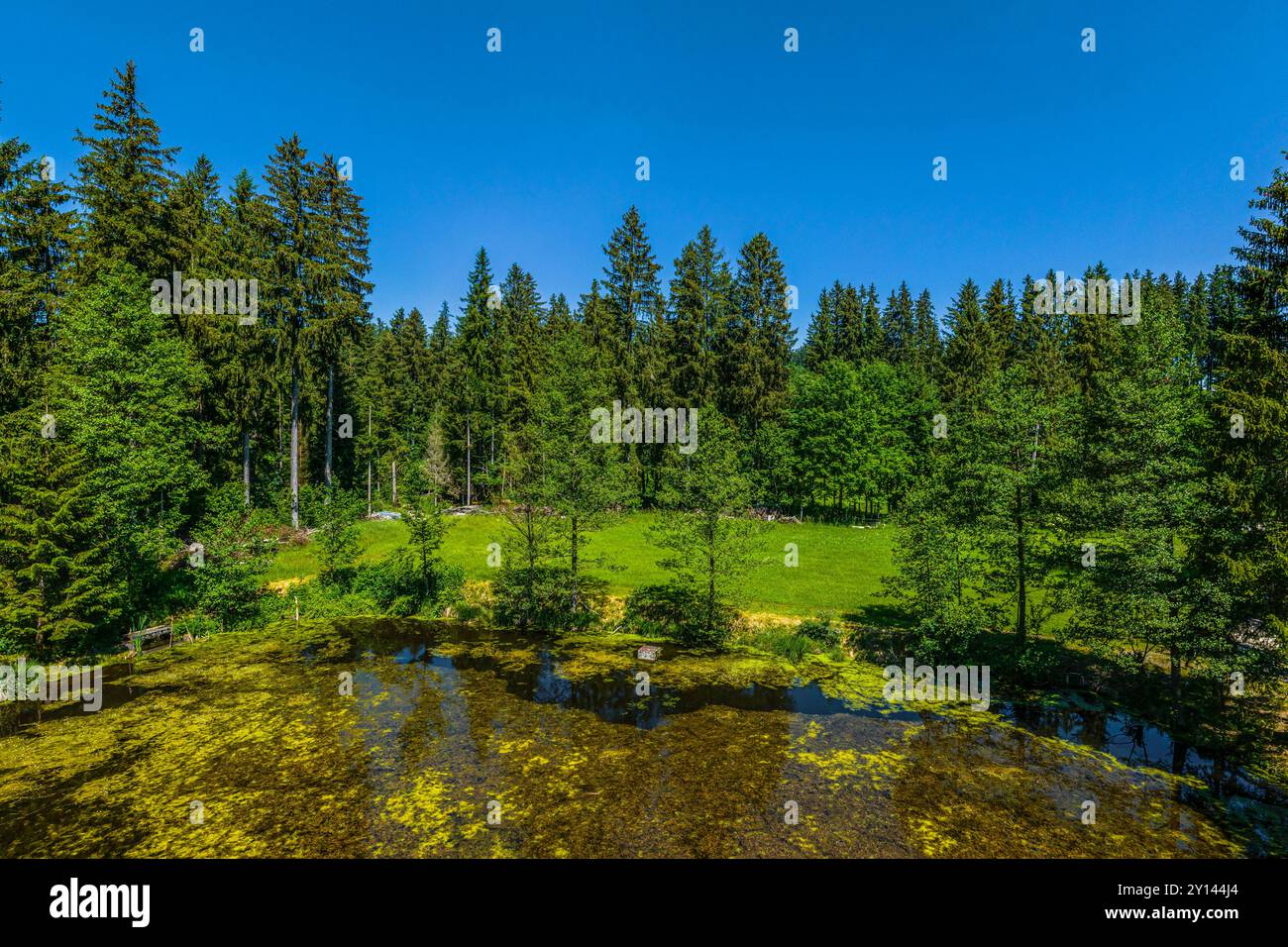 Blick auf einen kleinen Moorteich bei Goldhasen zwischen Rückholz und Seeg Stockfoto