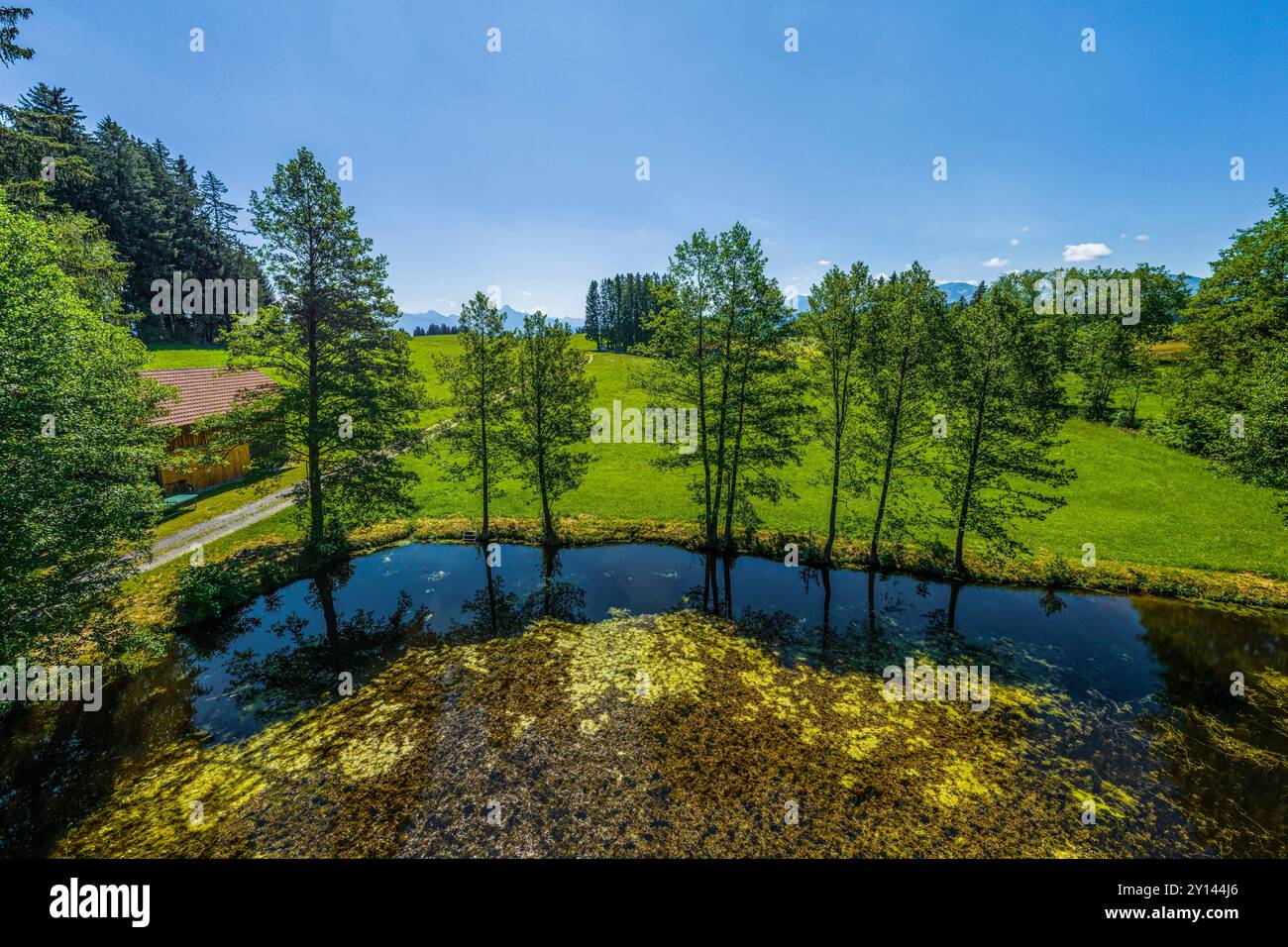 Blick auf einen kleinen Moorteich bei Goldhasen zwischen Rückholz und Seeg Stockfoto