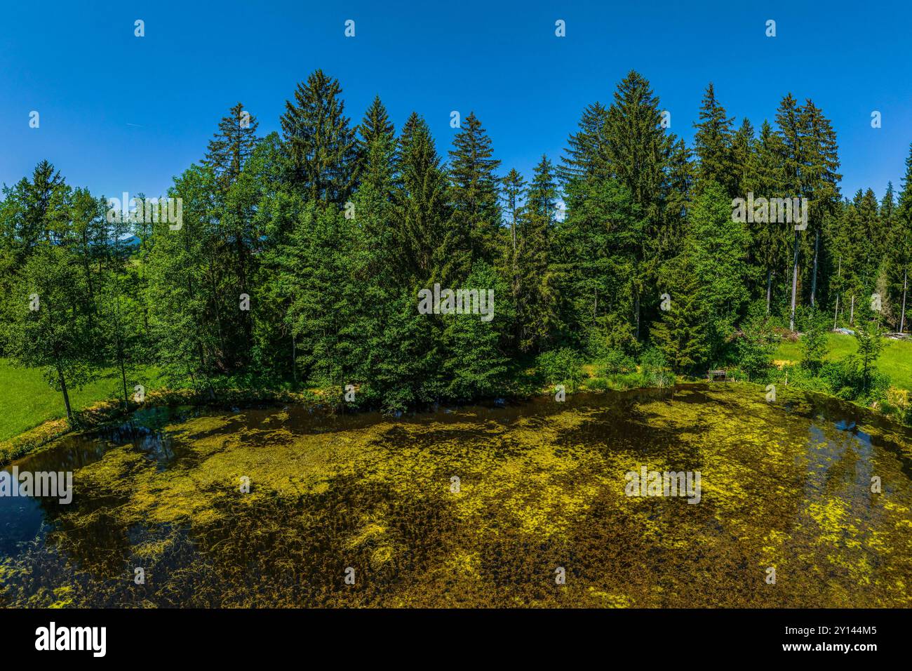 Blick auf einen kleinen Moorteich bei Goldhasen zwischen Rückholz und Seeg Stockfoto
