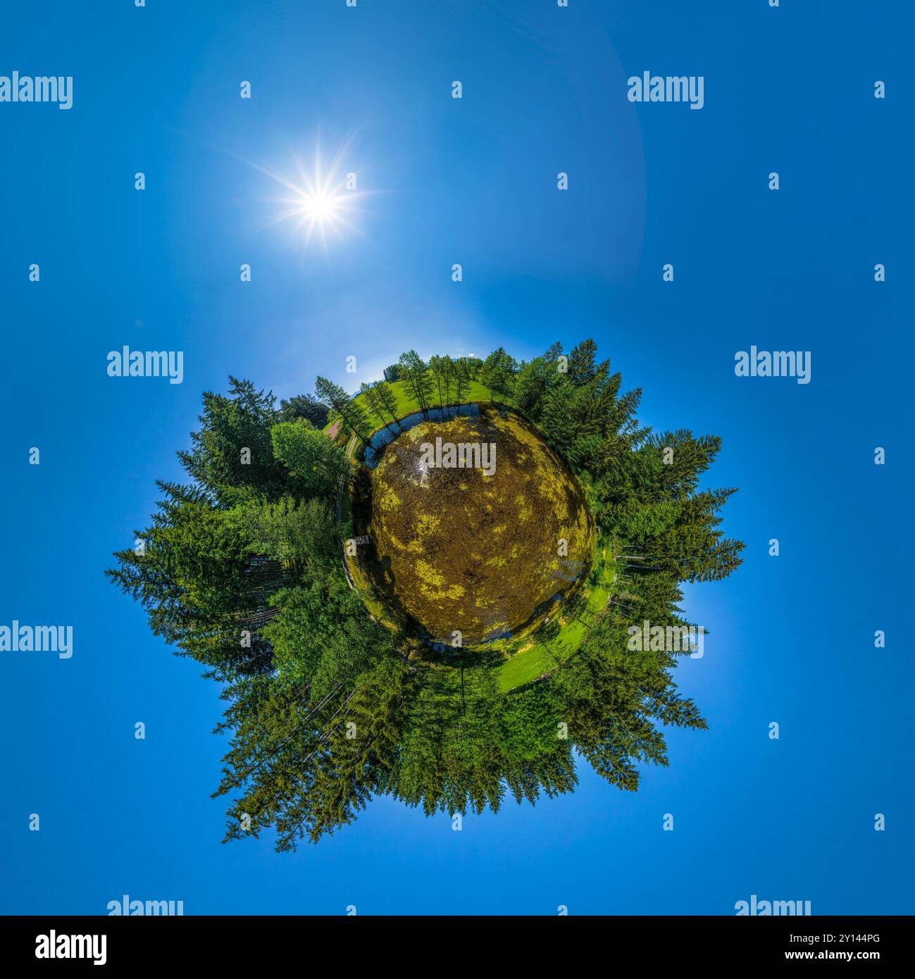 Blick auf einen kleinen Moorteich bei Goldhasen zwischen Rückholz und Seeg Stockfoto