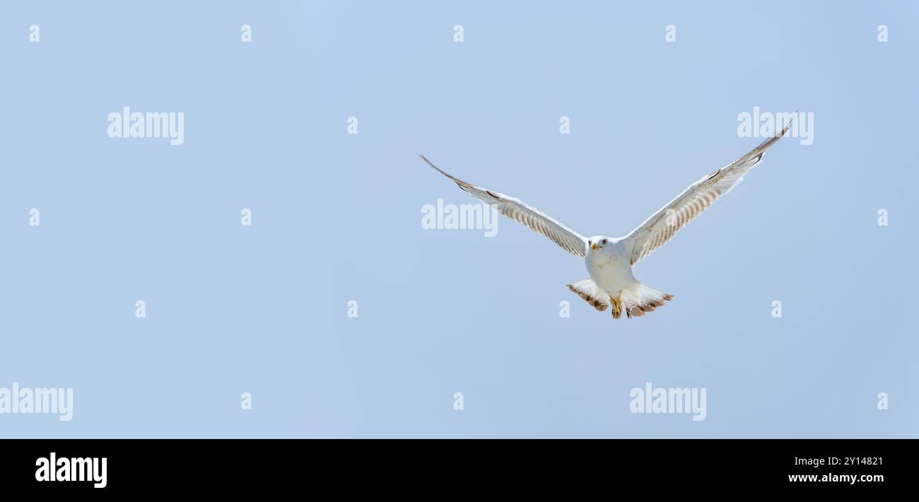 Die Möwe fliegt allein im blauen Himmel und sieht in die Kamera Stockfoto