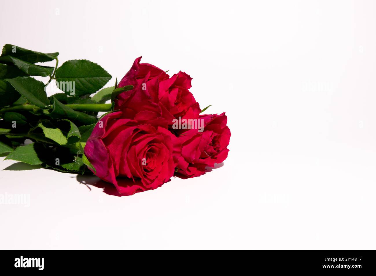 Leuchtend rote Rosen vor einem sauberen weißen Hintergrund. Die Rosen sind der Hauptfokus und zeigen ihre satte Farbe und zarte Blütenblätter. Stockfoto