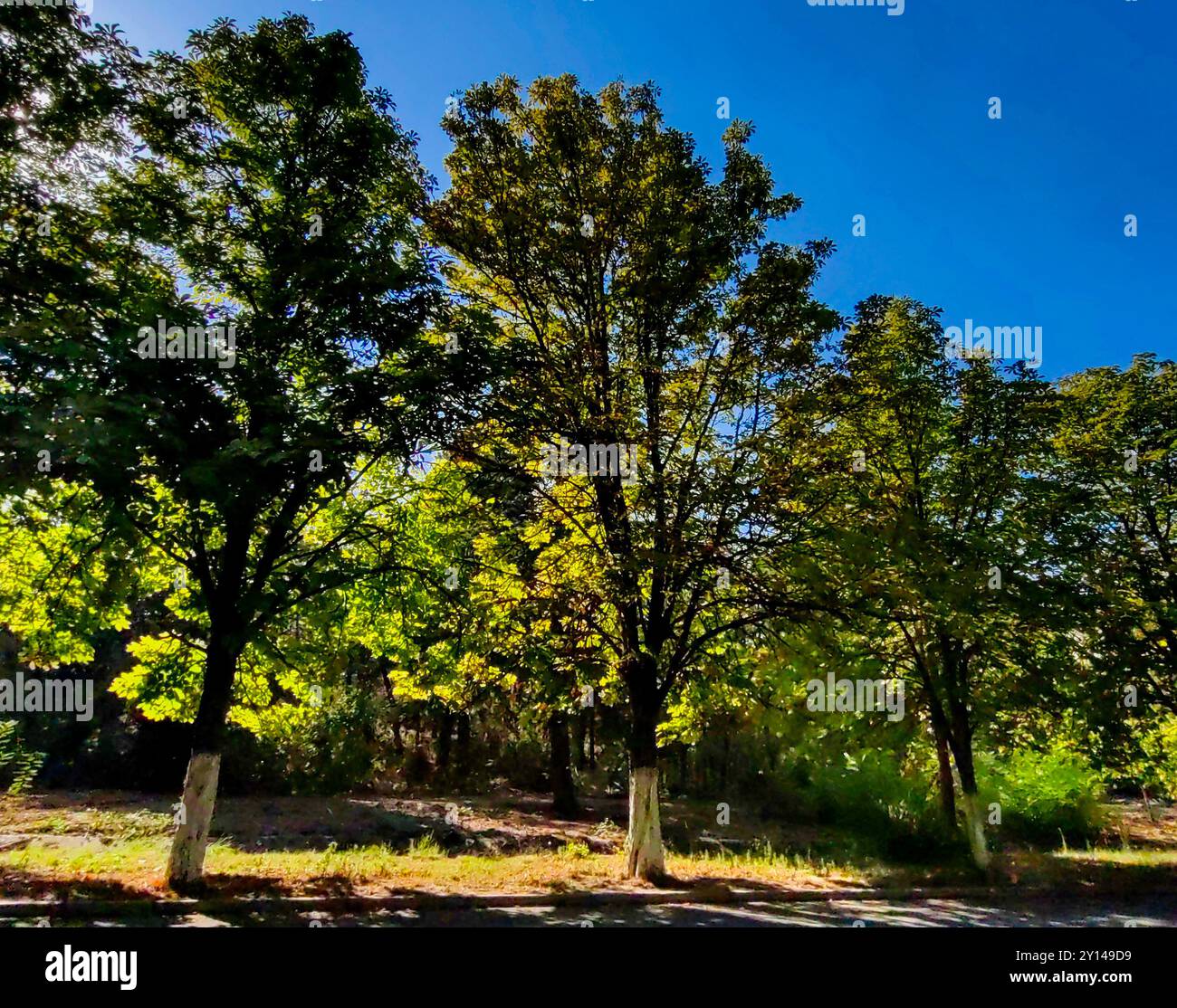 Früher Herbst im Park: Bäume, Licht und Schatten spielen Stockfoto