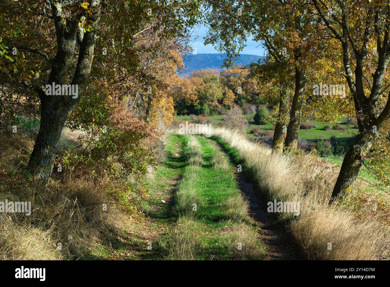 Ein ruhiger, grasbewachsener Pfad, der sich mitten im Herbst durch einen Wald schlängelt. Allin Valley, Navarra, Spanien. Die Bäume säumen den Weg. Stockfoto