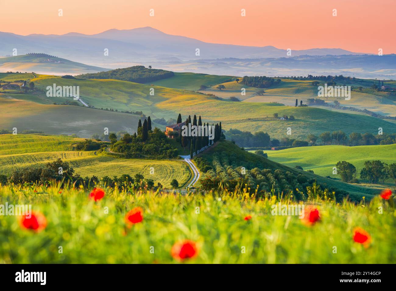 Val d'Orcia, Toskana. Sanfte Hügel, von Zypressen gesäumte Wege, nebelige Morgen und grüne Felder schaffen eine ruhige Landschaft in Italien. Stockfoto