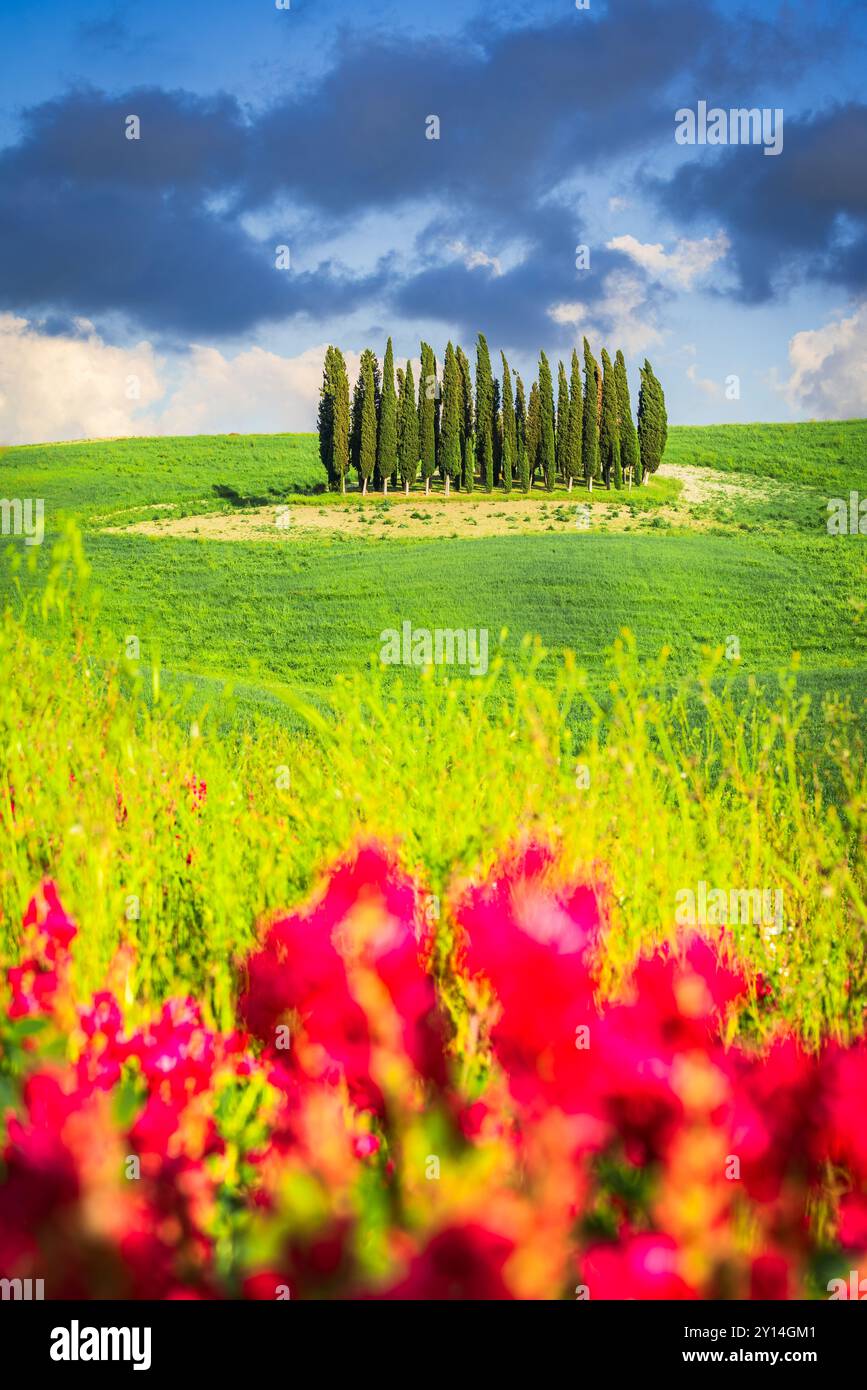 Val d'Orcia, Toskana. Kreis der Zypressen in San Quirico d'Orcia, wunderschöne toskanische Frühlingslandschaft, berühmter Reiseort Italiens. Stockfoto