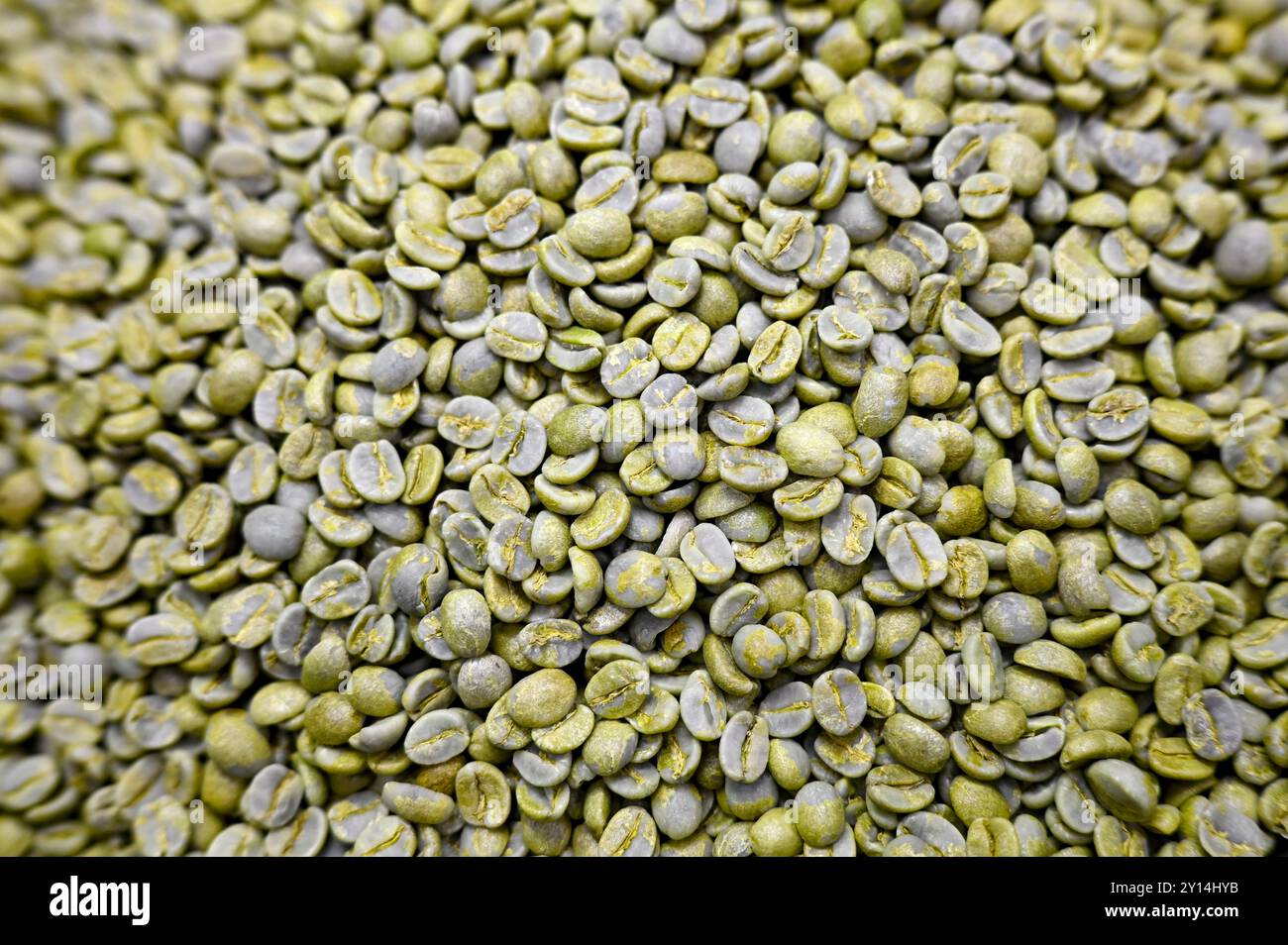 Haufen grüner, nicht gerösteter Kaffeebohnen Stockfoto