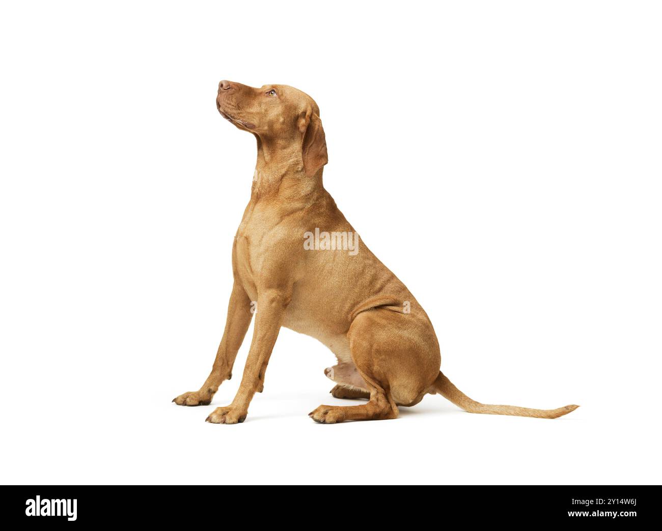 Studio-Aufnahme des Hundes ungarisch Vizsla sitzend 99 isoliert auf weißem Hintergrund Stockfoto