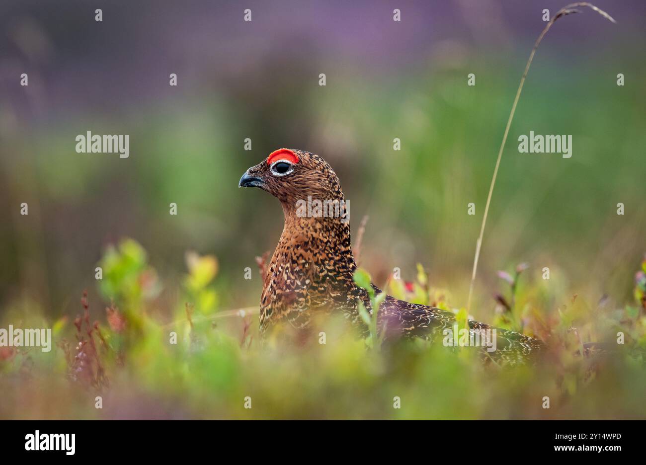 Rothühner (Lagopus Scotica) auf einer Heidelandschaft in Nordwales, 24.01.09.24. Credit JTW Aviation Images / Alamy. Stockfoto