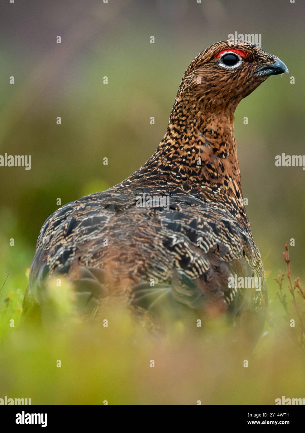 Rothühner (Lagopus Scotica) auf einer Heidelandschaft in Nordwales, 24.01.09.24. Credit JTW Aviation Images / Alamy. Stockfoto