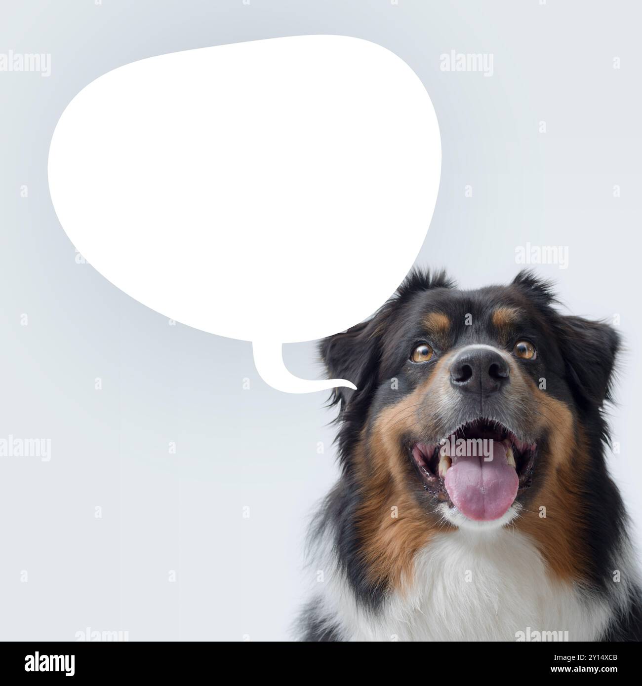 Freundliche Hundesprecher und leere Sprechblase, niedliches Haustierkonzept, australische Schäferhunde Stockfoto