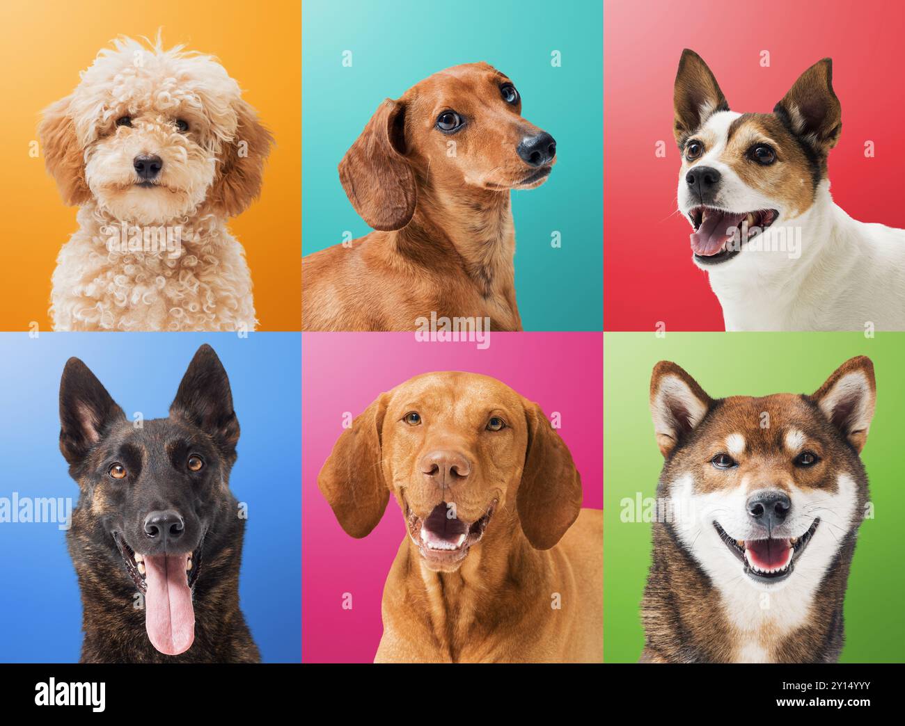 Sammlung von Hundeporträts auf bunten Hintergründen: Pudel, Dachshund, Jack Russell Terrier, Dutch Sheperd, Vizsla und Shiba Inu Stockfoto