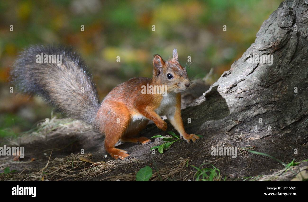 Vorsichtiges Eichhörnchen Stockfoto