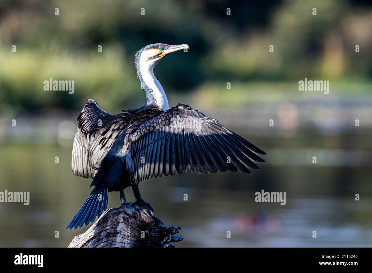 Südafrika, Krüger-Nationalpark, Weißbrust-Kormoran (Phalacrocorax lucidus) Stockfoto