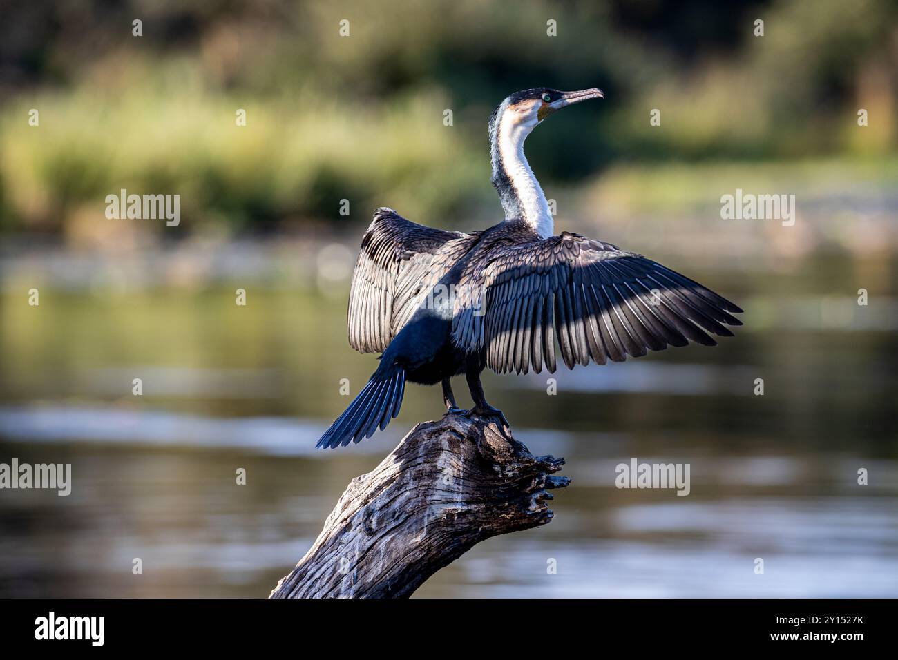 Südafrika, Krüger-Nationalpark, Weißbrust-Kormoran (Phalacrocorax lucidus) Stockfoto