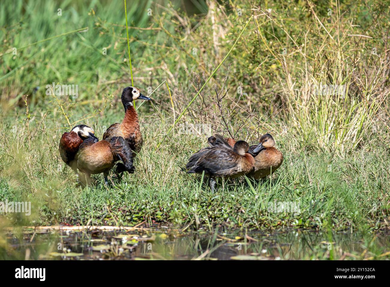Südafrika, Krüger-Nationalpark, Weißgesichtspfiff-Ente (Dendrocygna viduata) Stockfoto