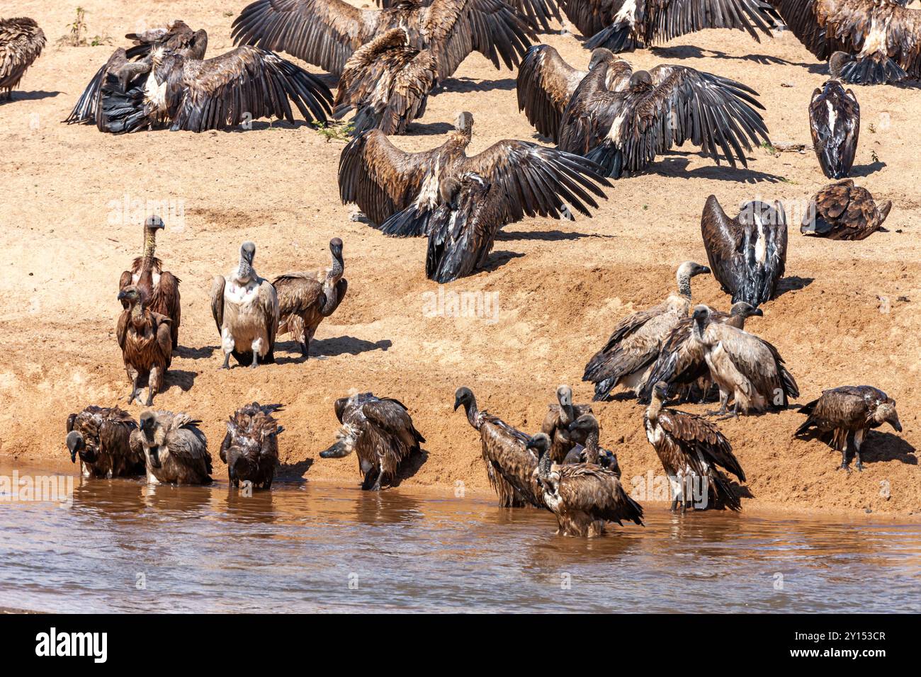 Südafrika, Kruger-Nationalpark, Weissgesegeier (Gyps africanus), die ihre Federn trocknen Stockfoto